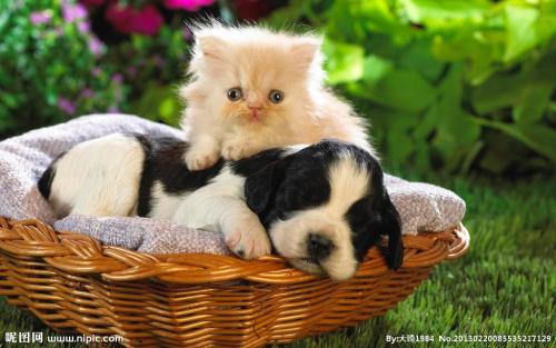 ձͣ׼뾳 Ӣ䶨ڿ˺ͣ